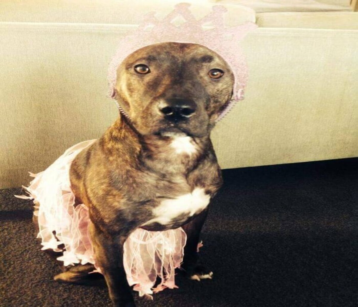 Dress your pet to impress for rentals applications