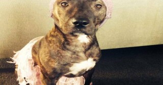 Top tips to getting a rental with your pet!